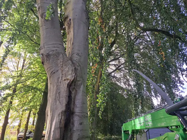 Monumentale & Beschermde Bomen - Boombehoud