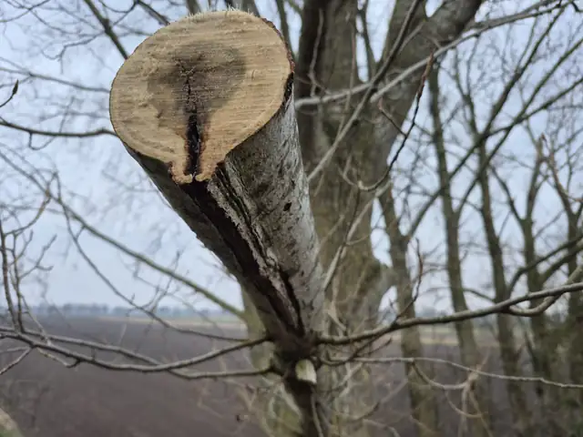 Natuurvolgend Boomonderhoud - Boombehoud